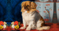 Pekingese.png