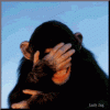 monkey-150.gif