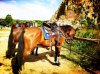 yejo_circle_horse_riding_nature_mountain_shanghai_suzhou_3.jpg