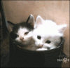 catzzz.gif