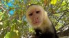 funny-monkey-selfie-pics.jpg