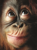 Orang Utan Oops.png