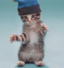 dancing-kitten-smiley-emoticon.gif