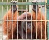 Orang Prison.jpg