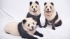 panda-chow-chows.jpg