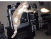 Chat-volant7.jpg