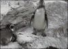 original.gif