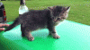 slide_343045_3555983_free.gif