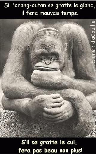 orang.jpg