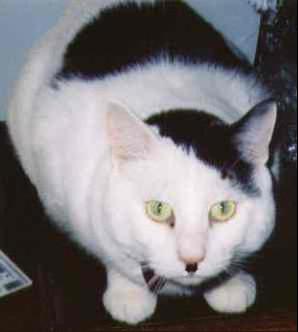 hitler-cat.jpg