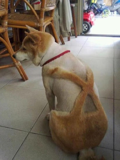 shiba_inu_haircut.jpg