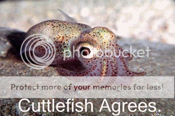 cuttlefish.jpg