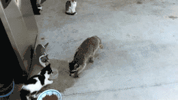 tumblr_inline_mqbjdsRDrv1qz4rgp.gif